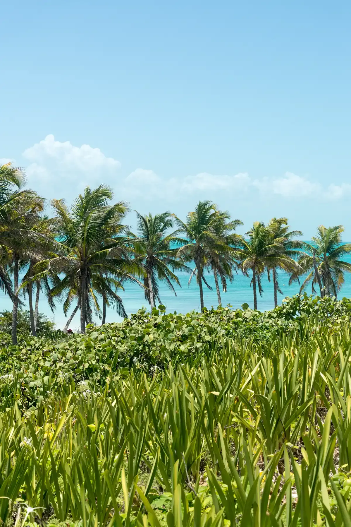 Palm trees and turquoise water on Isla Contoy, the bird island north of Isla Mujeres reached on Cancun boat tours